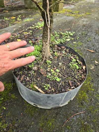 Workshop 5 – Cedar Elm - BSF Bonsai