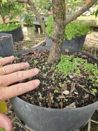 Workshop 5 – Cedar Elm