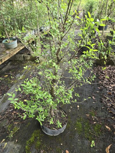 Workshop 5 – Cedar Elm - BSF Bonsai