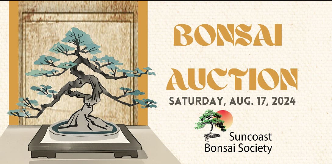 Suncoast-bonsai-auction-aug2024-featuredimage
