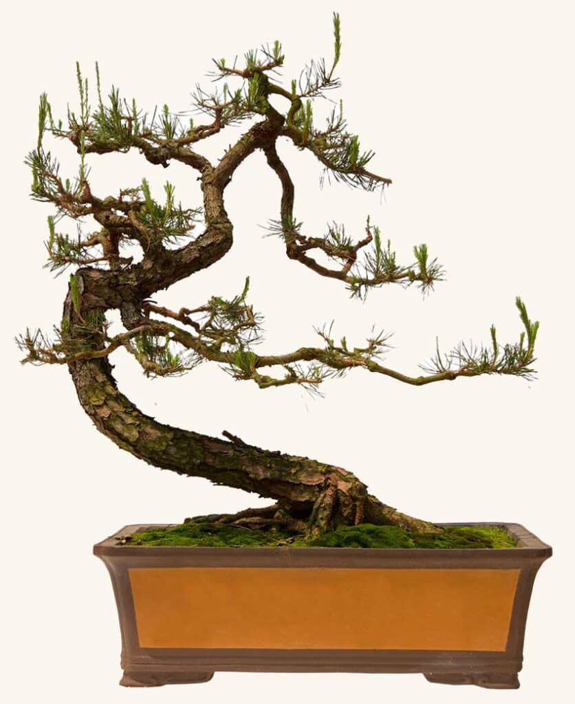 about-bonsai-societies-of-Florida