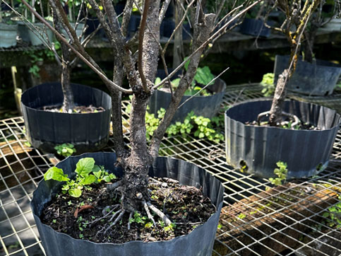 bonsai-native-elm-Ulmus-Americana