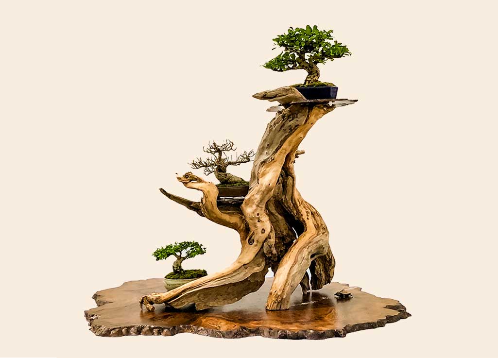 bonsai-societies-florida-convention