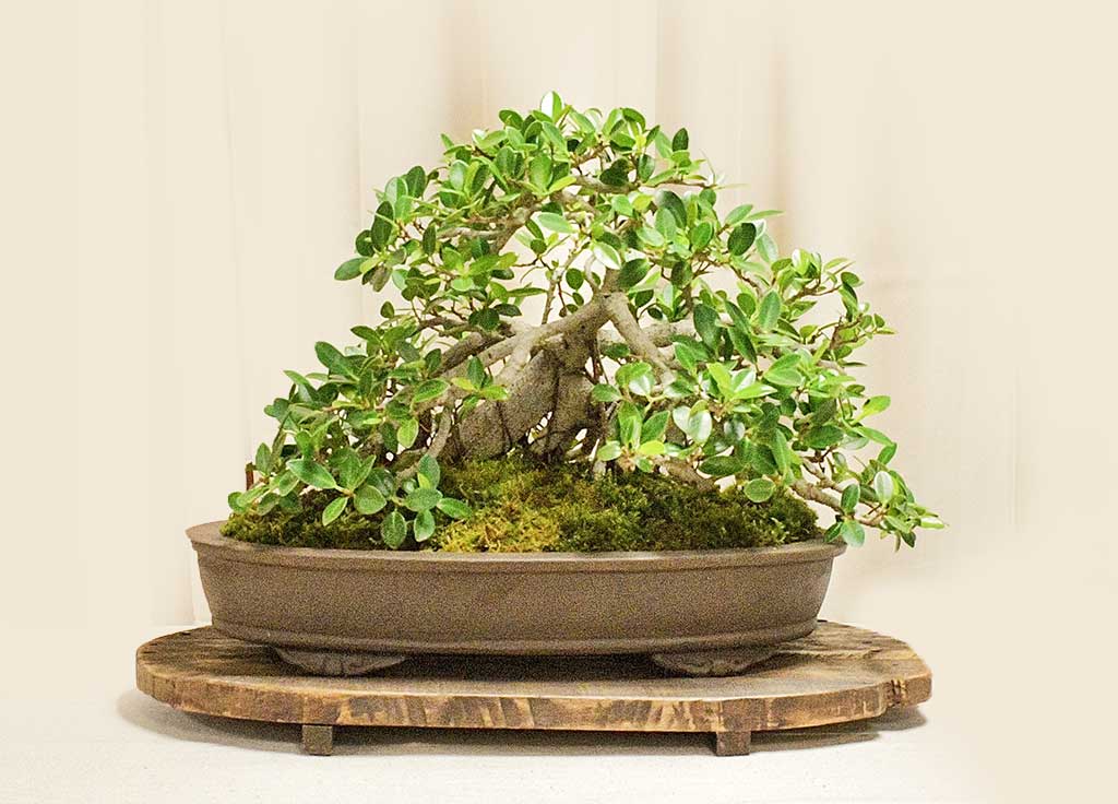 bonsai-societies-florida