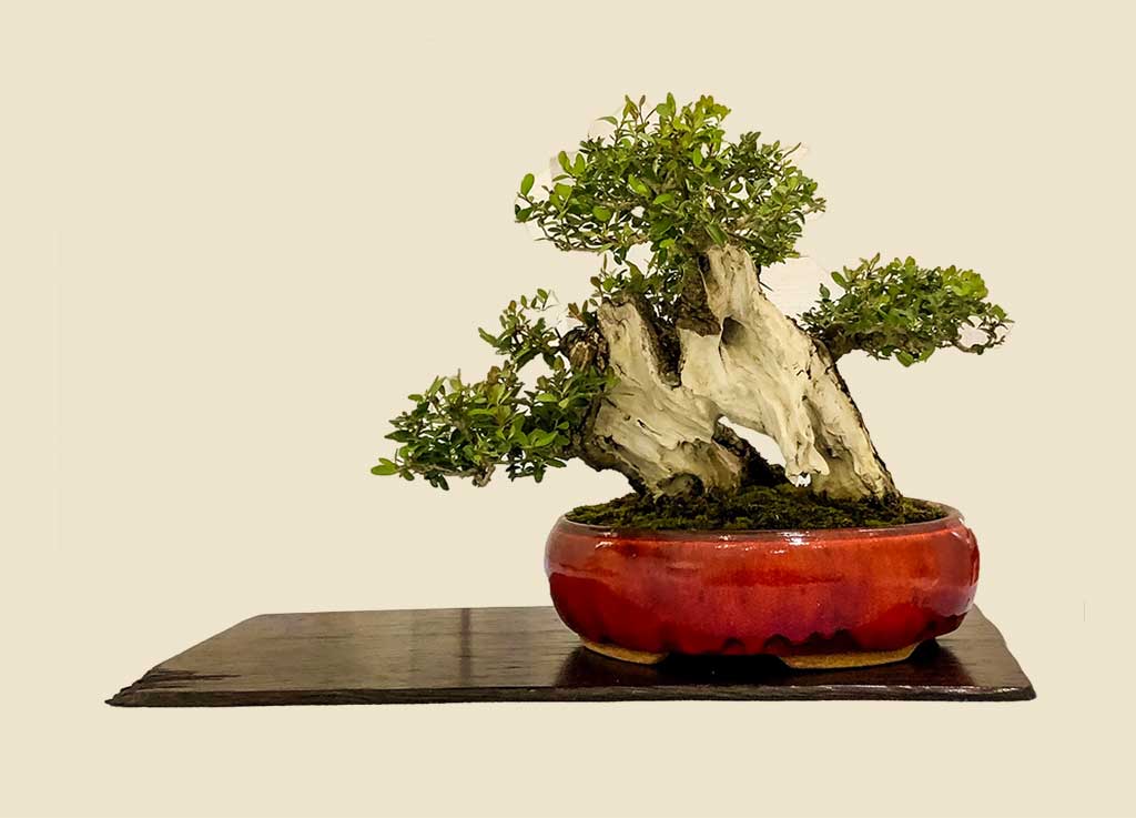 bonsai-societies-florida-resource-center