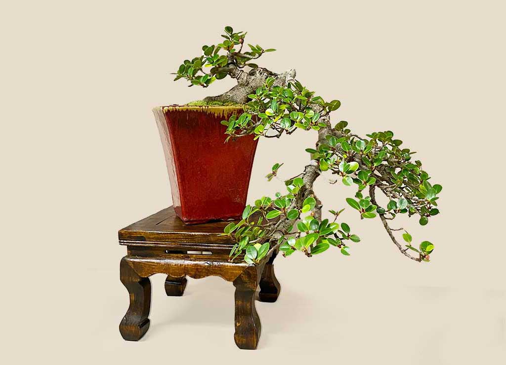 bonsai-society-florida-events