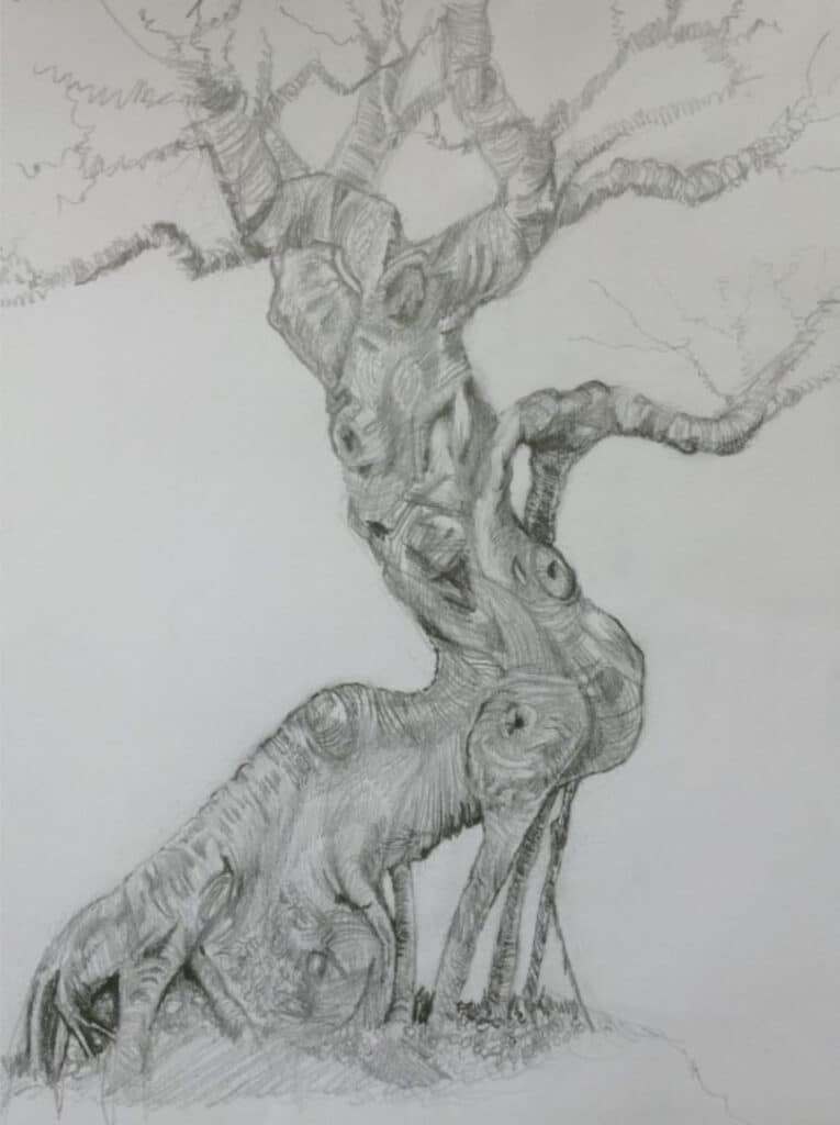 bonsai-society-swfl-drawing