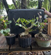 Workshop 1 - Shohin Sea Hibiscus