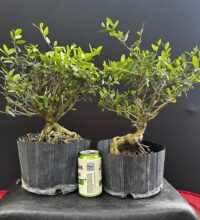 Workshop 2 – Shohin Ilex
