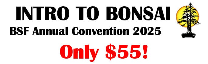 intro-to-bonsai-2025_featured