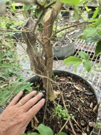 Workshop 6 – Jabuticaba Tree