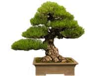 neal-japanese-black-pine