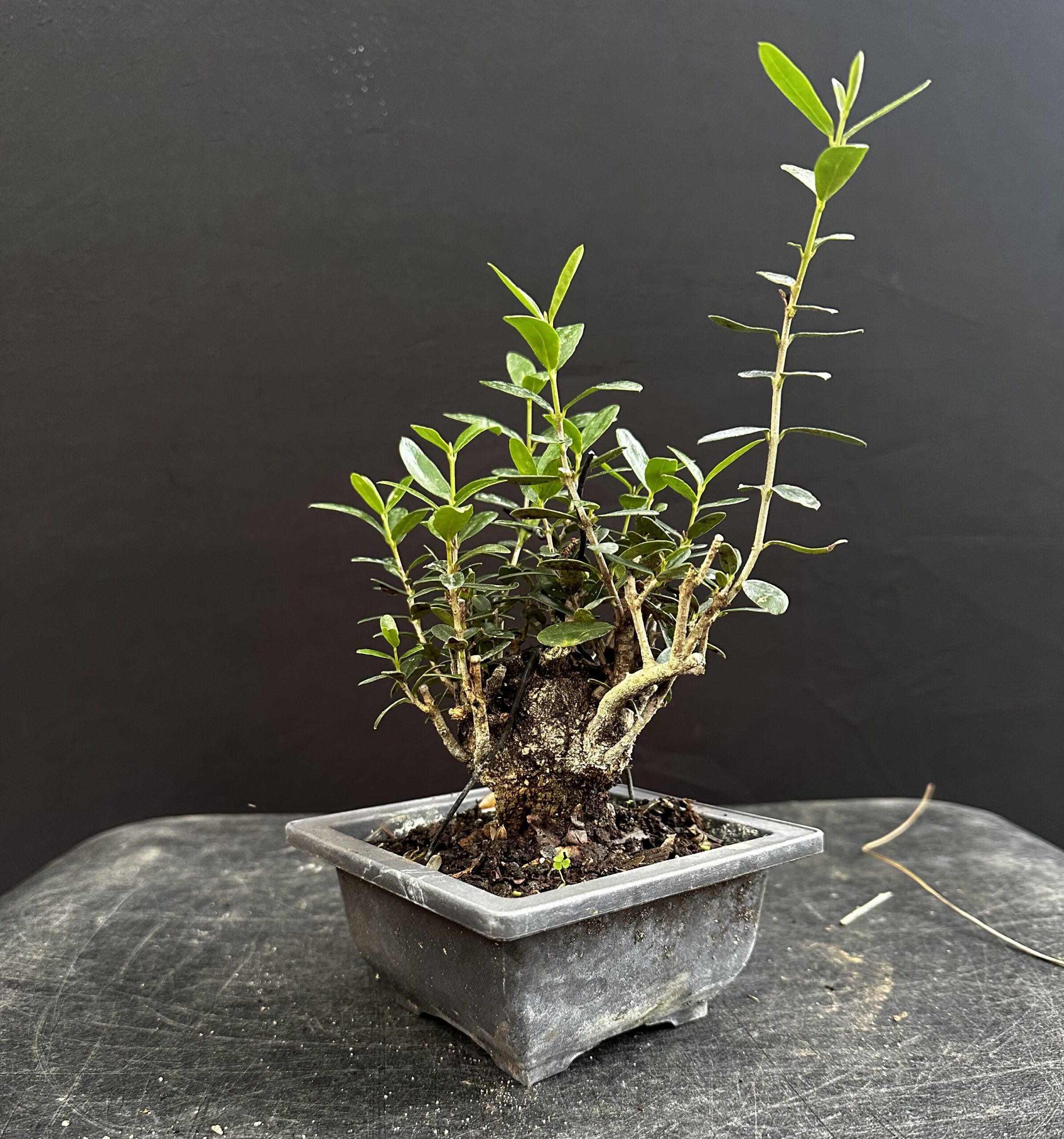 Workshop 3 - Super Sumo Shohin European Olive - Image 3