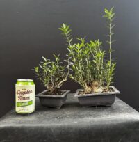 Workshop 3 - Super Sumo Shohin European Olive