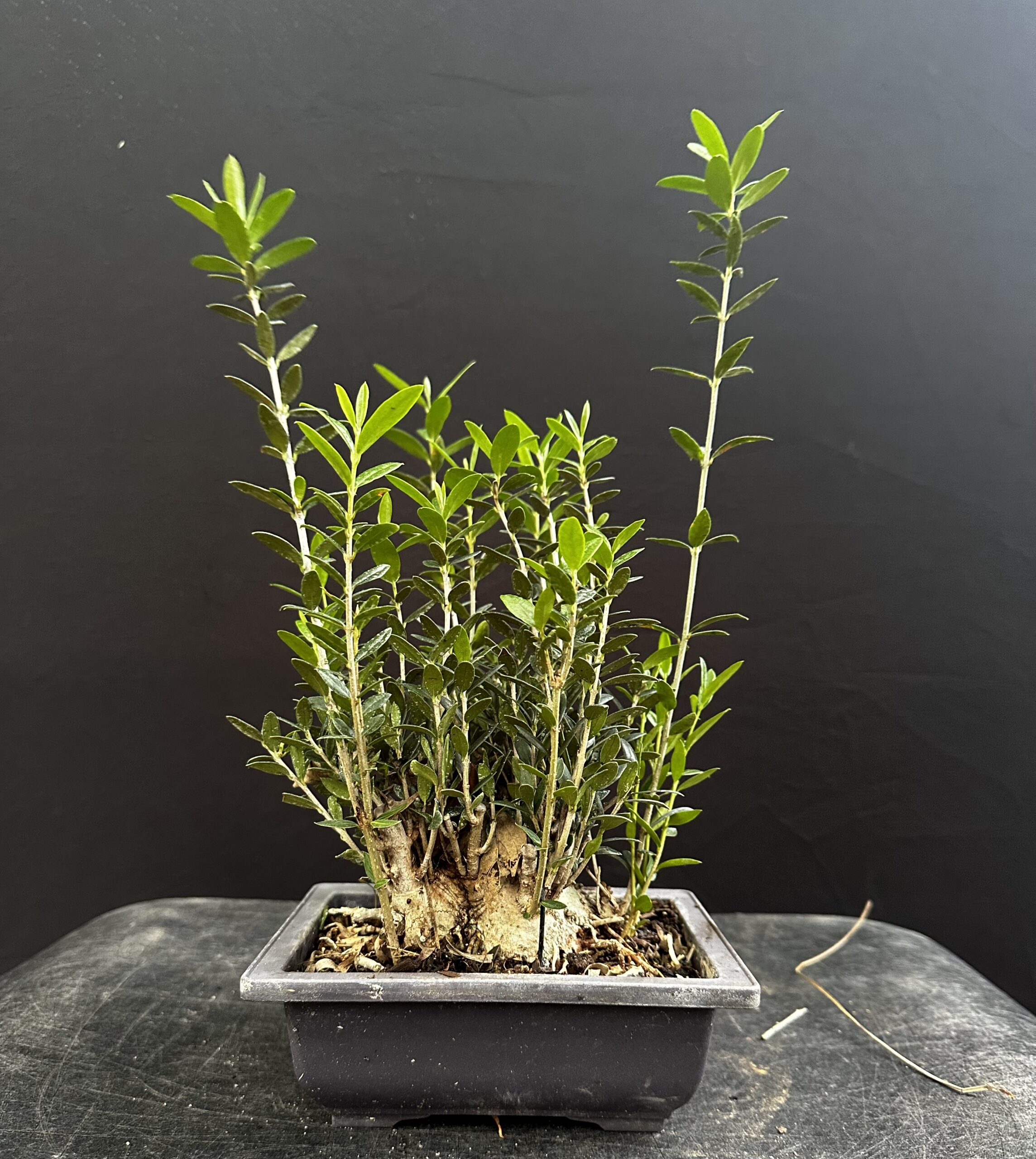 Workshop 3 - Super Sumo Shohin European Olive - Image 2