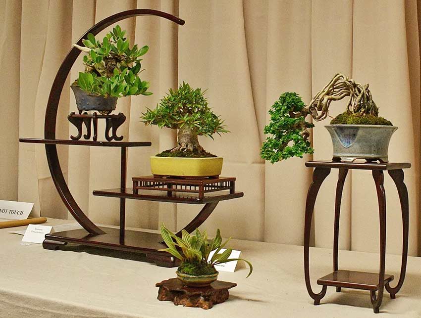 participate-in-bonsai-workshops