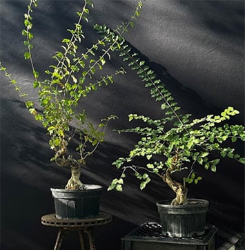 privet-bonsai-tree