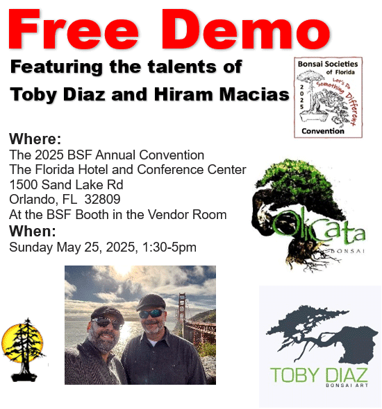 show-bonsai-to-world-content