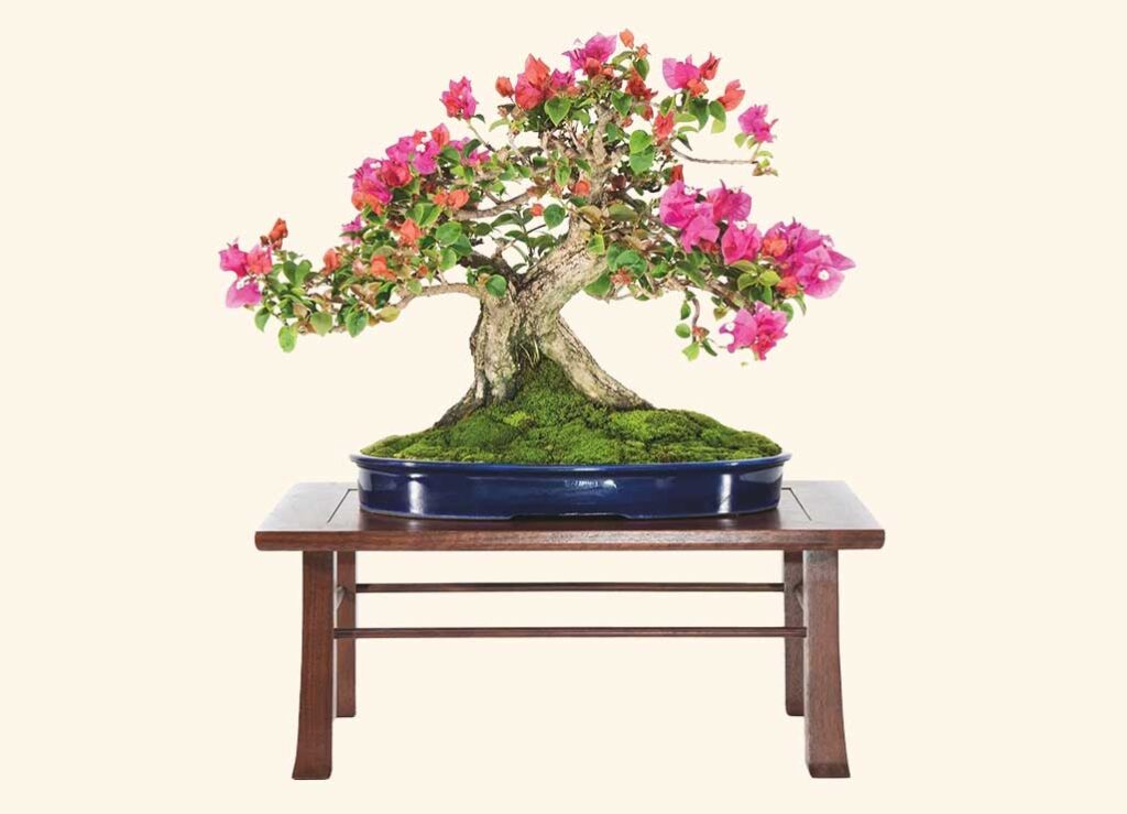 support-bonsai-societies-of-florida