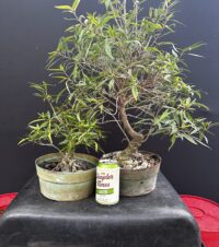 Workshop 4 – Willow Leaf Ficus